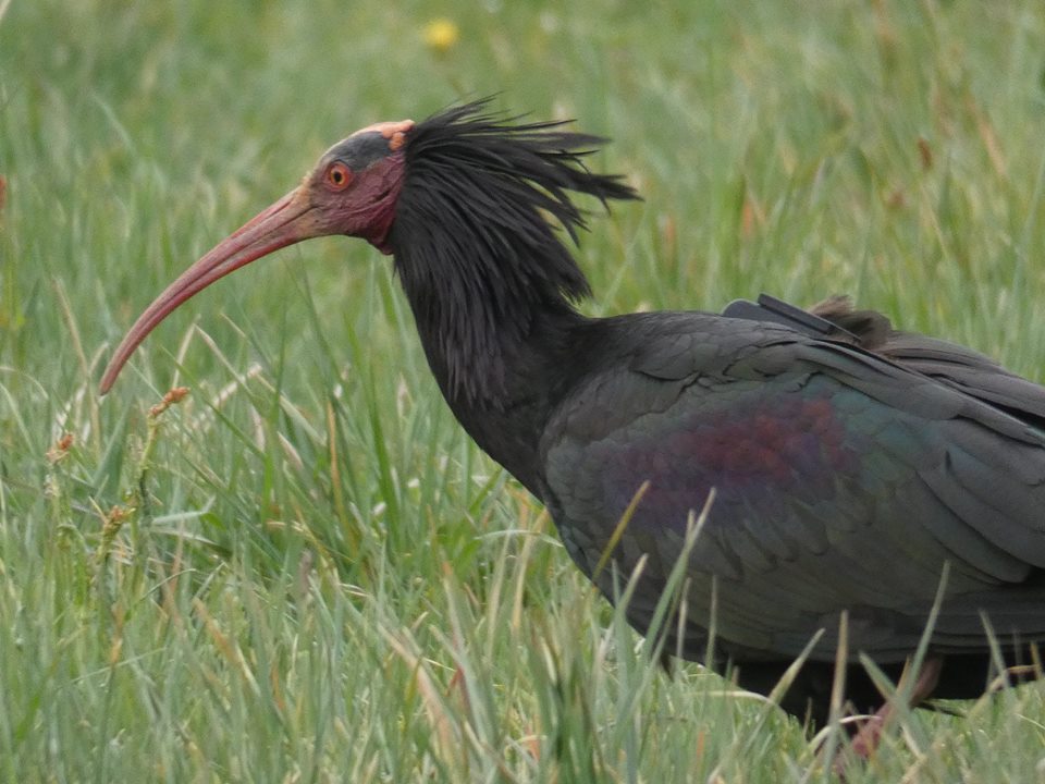 Ibis Eremita (Luigi) - Francesca de Leo